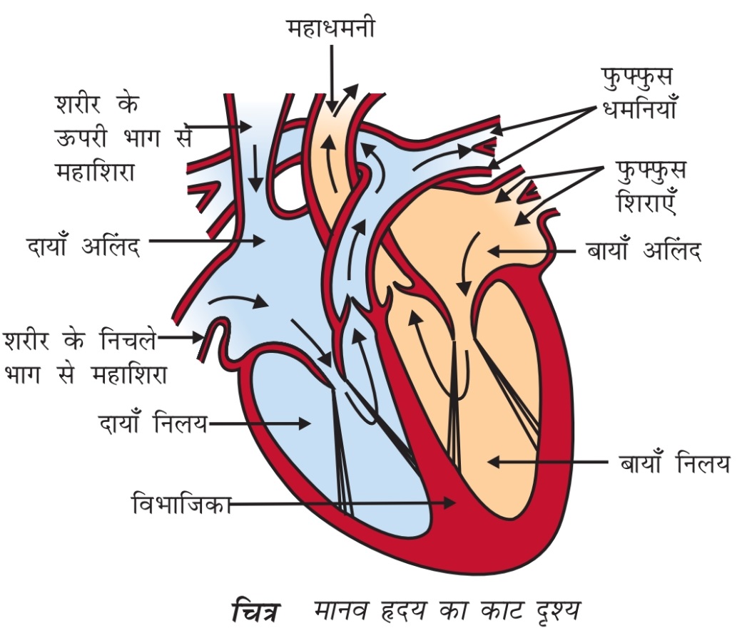Drawing Of Heart Diagram With Parts Of The Heart Labeled  Heart PNG Image   Transparent PNG Free Download on SeekPNG
