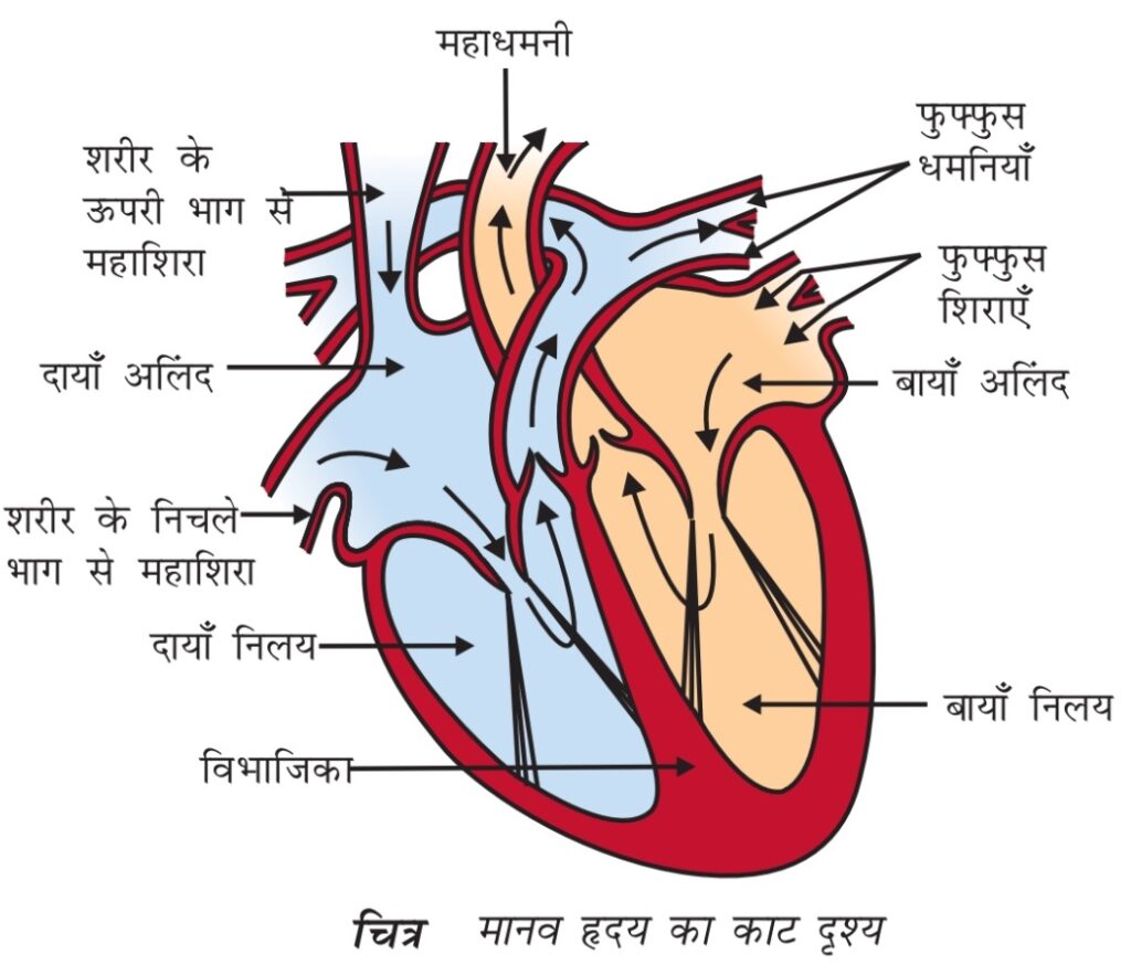 human-heart-structure-and-function-ncert-science-in-hindi