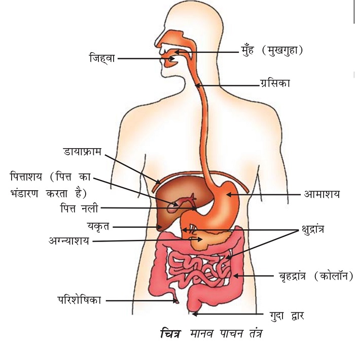 List of Organs that helps in Digestion of Human Body