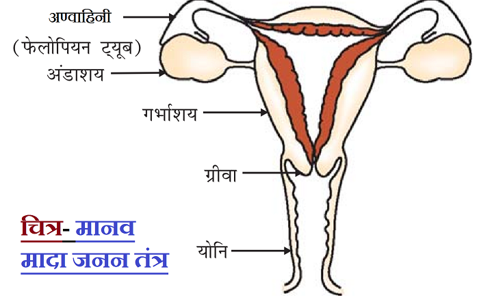 Female Reproductive System - Diagram, Functions, Organs - GeeksforGeeks